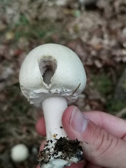 Agaricus abruptibulbus