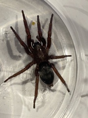 Scotophaeus scutulatus