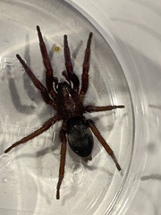 Scotophaeus scutulatus