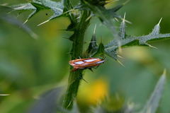Catoptria speculalis