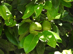 Diospyros nigra
