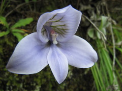 Disa longicornu