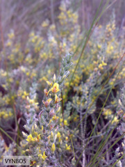 Aspalathus ericifolia ericifolia