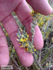 Aspalathus ericifolia ericifolia