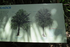 Leucothrinax morrisii