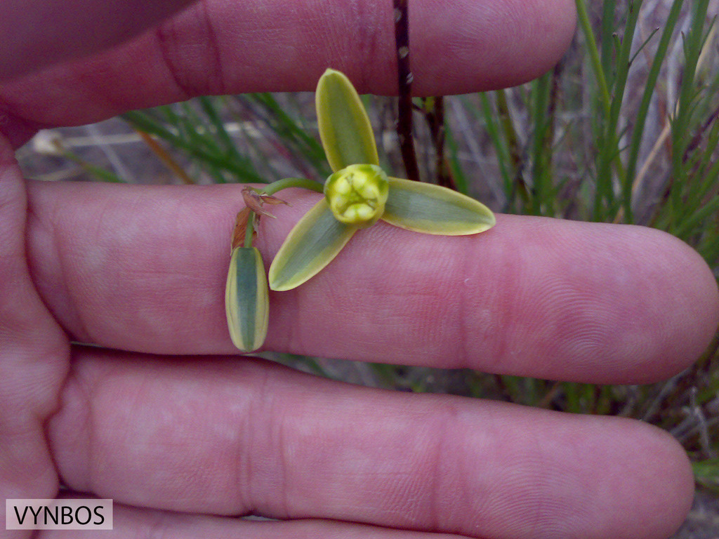 Albuca acuminata, Romansrivier South of Wolseley, Western Cape