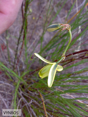 Albuca acuminata