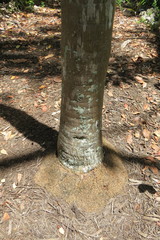 Leucothrinax morrisii