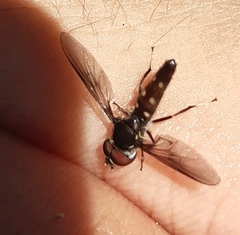 Ocyptamus gastrostactus