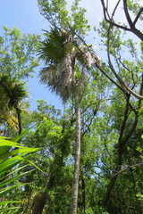 Leucothrinax morrisii