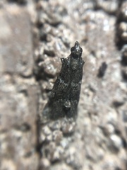 Alpheioides parvulalis