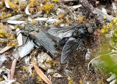 Symphoromyia