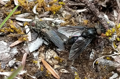 Symphoromyia