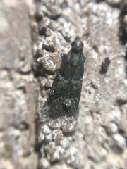 Alpheioides parvulalis