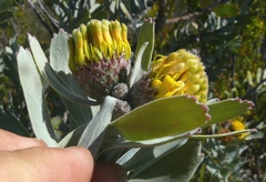 Leucospermum rodolentum
