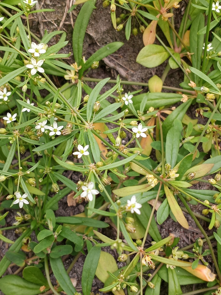 green carpetweed from Cambridge, MD 21613, USA on August 16, 2021 at 11