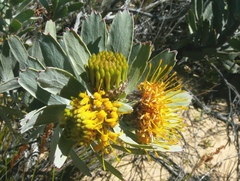 Leucospermum rodolentum
