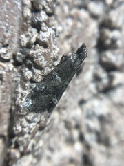 Alpheioides parvulalis