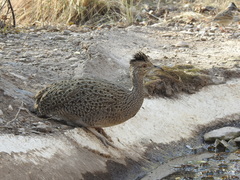 Nothoprocta cinerascens