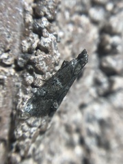 Alpheioides parvulalis