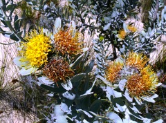 Leucospermum rodolentum
