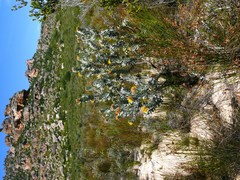Leucospermum rodolentum