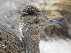 Nothoprocta cinerascens