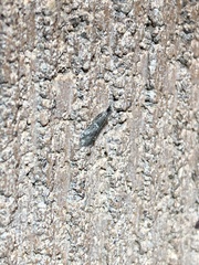 Alpheioides parvulalis