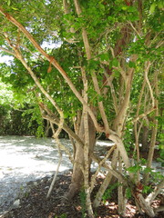 Pithecellobium keyense