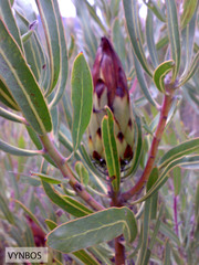 Protea burchellii