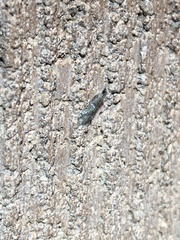 Alpheioides parvulalis