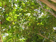 Pithecellobium keyense