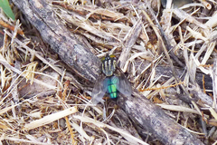 Sarconesia chlorogaster