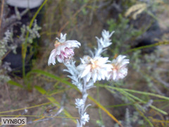 Achyranthemum paniculatum