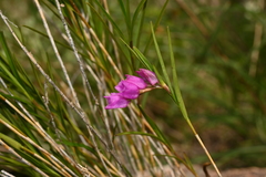Isochilus bracteatus