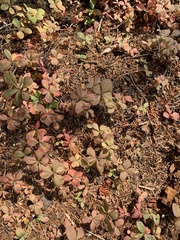 Lysimachia europaea