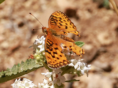 Speyeria coronis semiramis