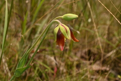 Calochortus purpureus