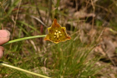 Calochortus purpureus