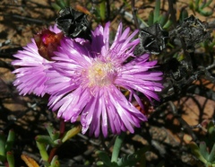 Lampranthus leightoniae