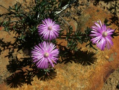 Lampranthus leightoniae