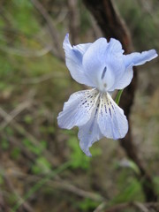 Gladiolus gracilis