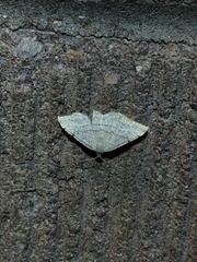 Taeniogramma octolineata