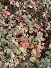 Lysimachia europaea