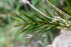 Isochilus bracteatus