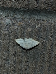 Taeniogramma octolineata