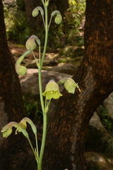 Prochnyanthes mexicana