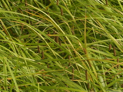 Carex lyngbyei