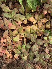 Lysimachia europaea