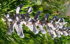 Paranomus bracteolaris